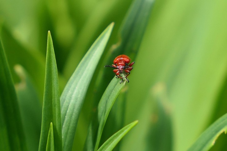 Kever Insect Bladeren Natuur Insect