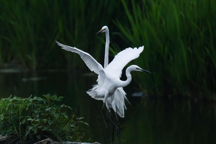 Garças-comuns, pássaros, animais de rio