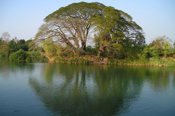 Laosin puun veden heijastus