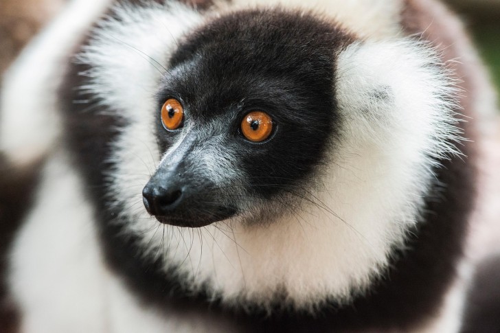 Lemur Ruffed Lemur primát opica