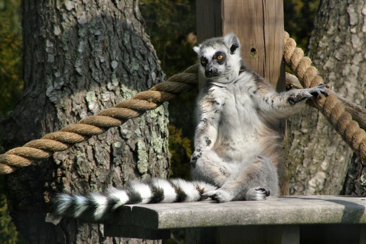 Lemur kata, lemur Madagaskar