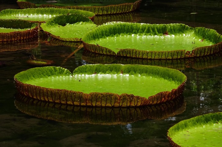 Växter Grön Natur Mauritius Löv