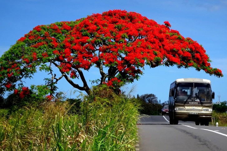 Fauna extravagante de Mauricio