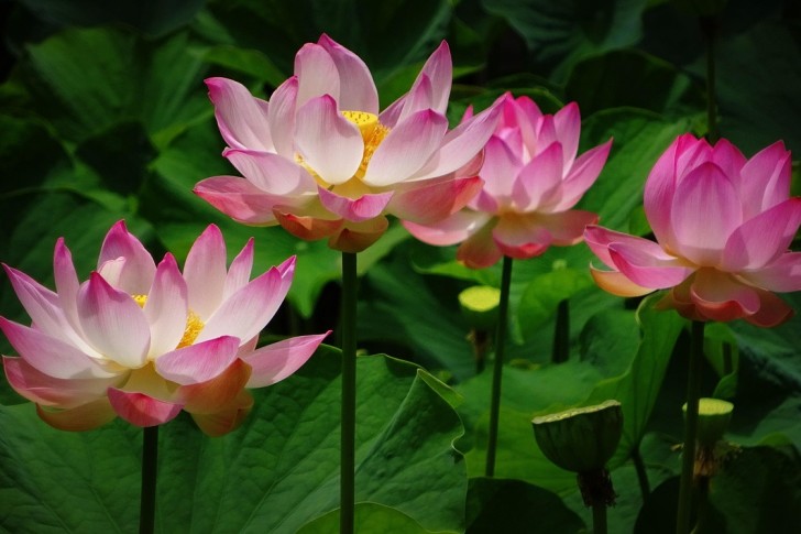 Fleur de lotus, plante à fleurs printanière