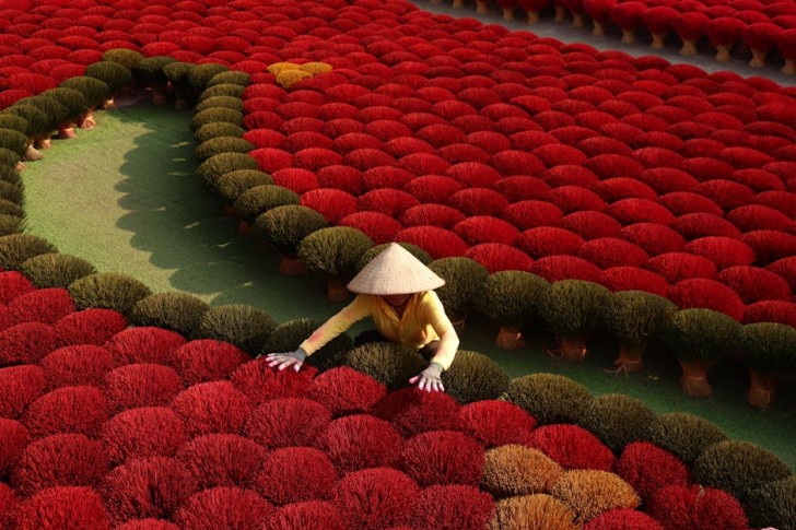 Secado tradicional de incienso en un campo de Vietnam