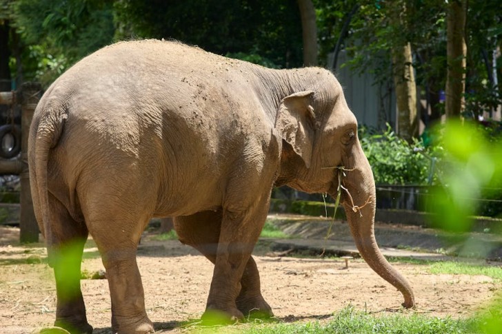Aziatische olifant grazend in een dierentuinverblijf
