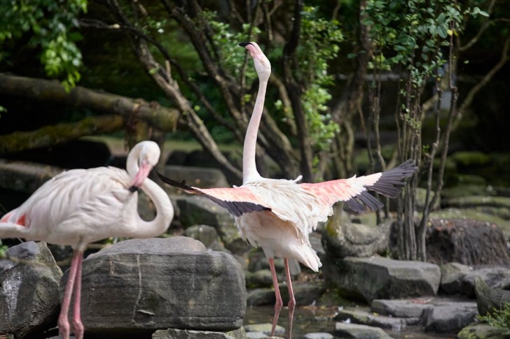 طائران من طيور الفلامنجو يستعرضان أناقتهما في الطبيعة