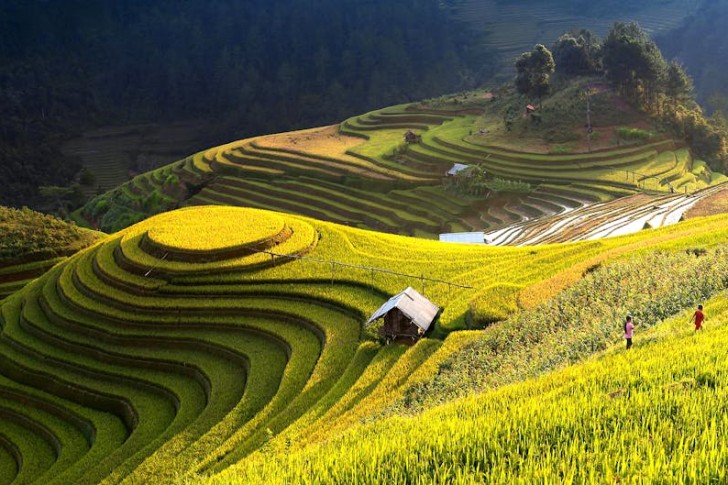 منظر لمدرجات الأرز