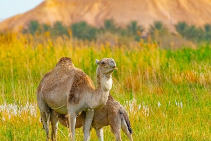 Camelos