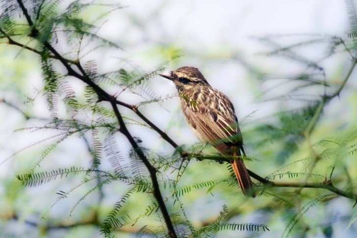 خاطف الذباب المتنوع على الشجرة