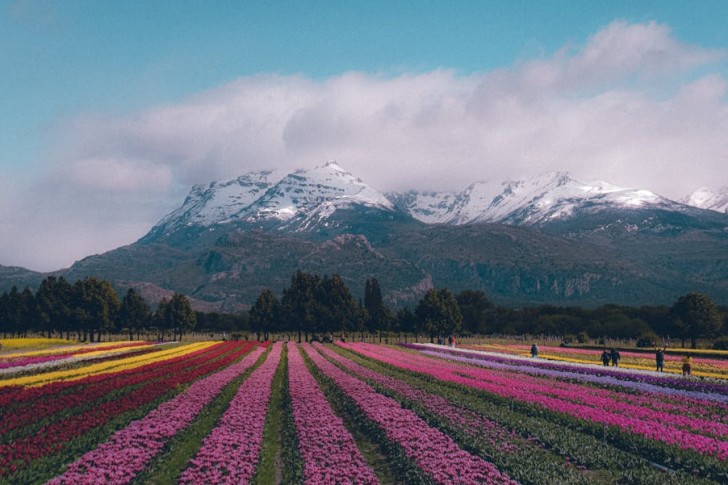 Farebné kvetinové pole v Patagónii v Argentíne