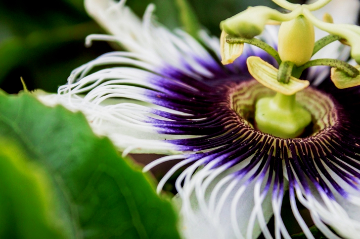 White and Purple Passion Flower