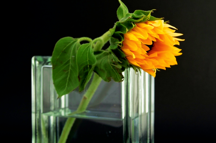 Tournesol dans un vase en verre transparent avec de l'eau