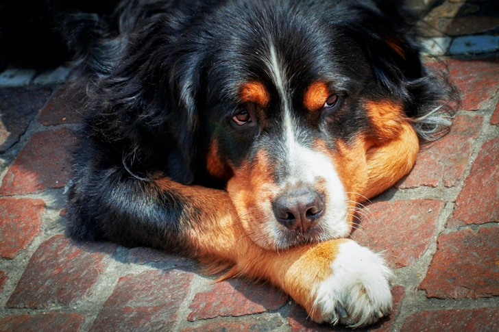 Adult Bernese Mountain Dog Lying on the Field