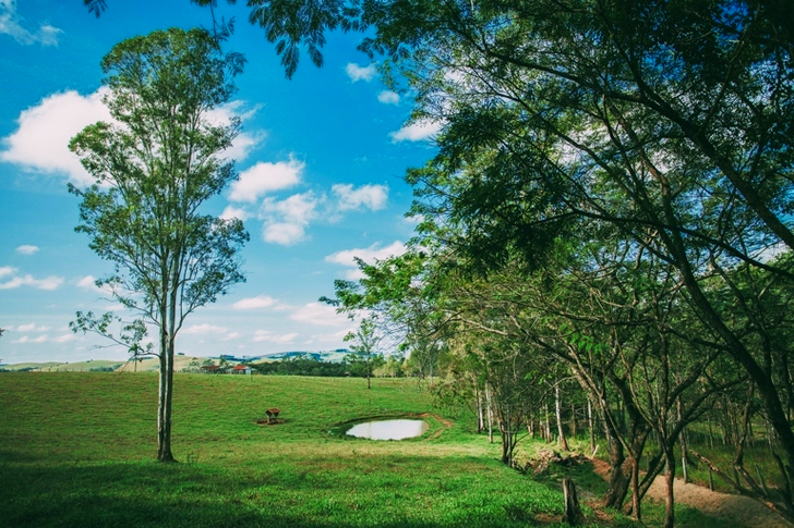 Green Grass Field and Trees