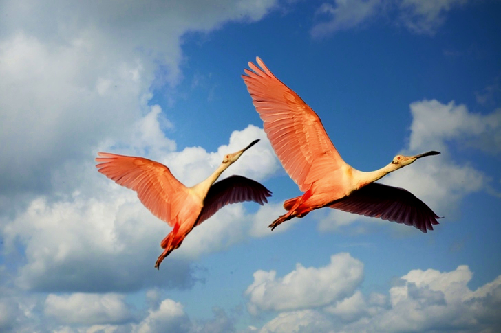 Two Roseate Spoonbill Flying Under the Blue Sky