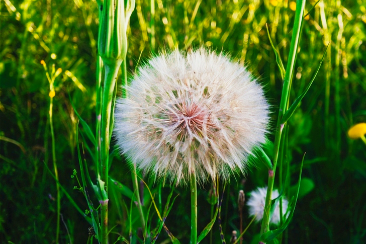 White Dandelion Flowers