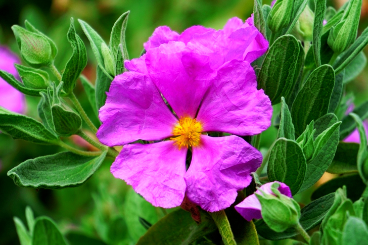 Purple Petaled Flower