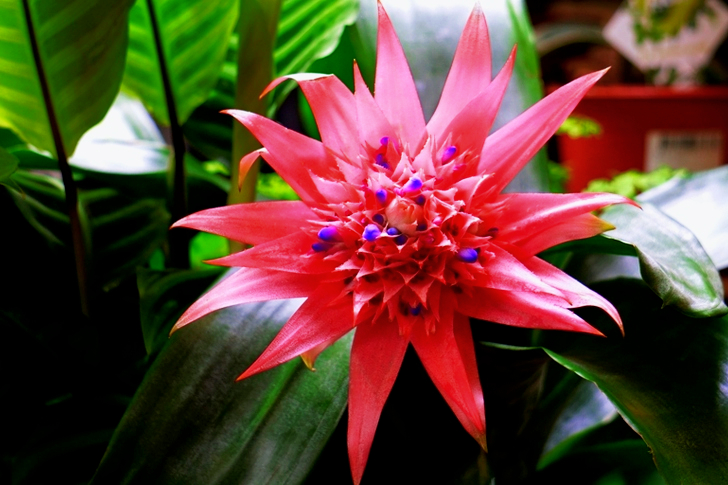 Pink Bromeliad Flower