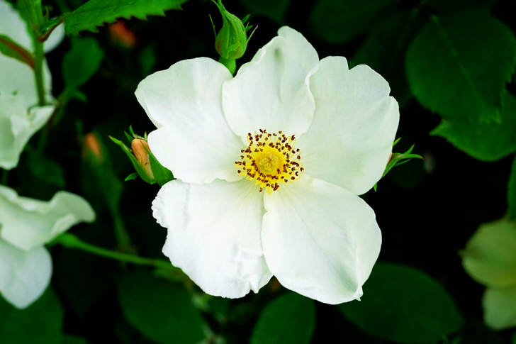 White Rose Flower in Bloom