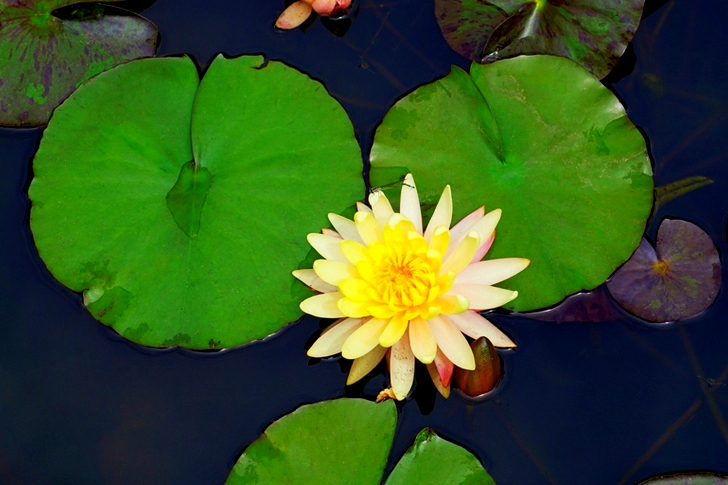 Yellow Water Lily