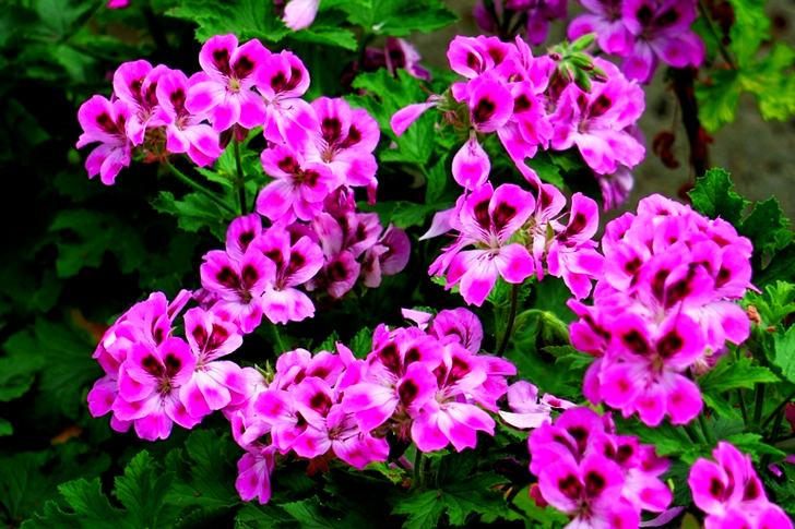 Purple Flowers