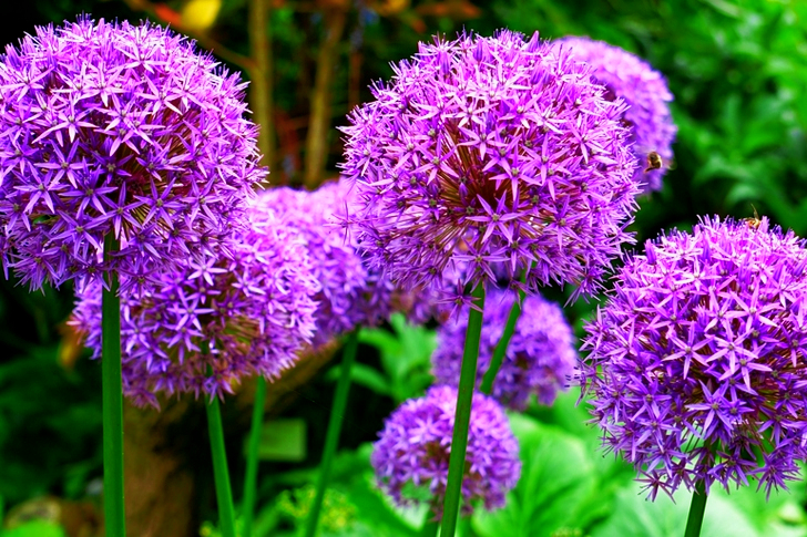 Fleurs d'allium violet