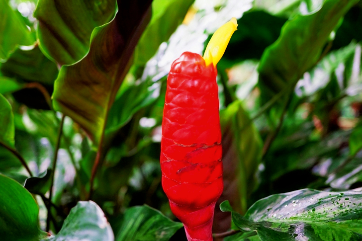 Red Beehive Ginger Flower