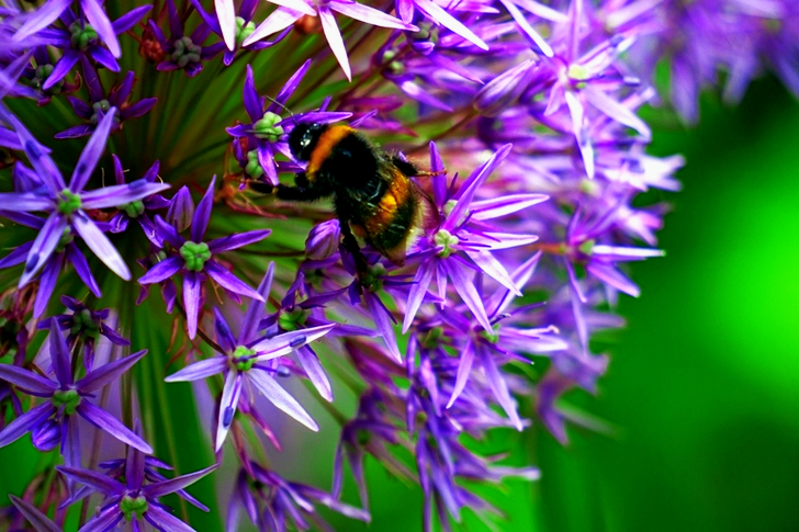 Bumble Bee on Purple Cluster Flower