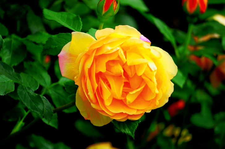 Yellow Rose Flower