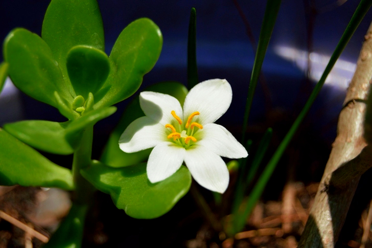 Green Succulent Plant With White Blossom