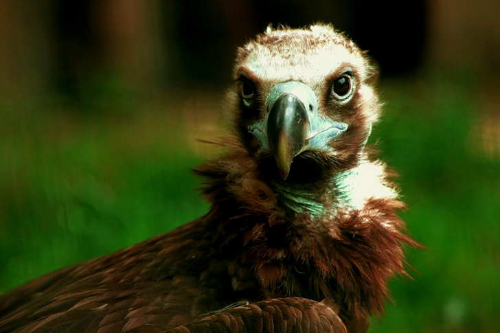 Brown and Grey Bird Surrounded Green Field