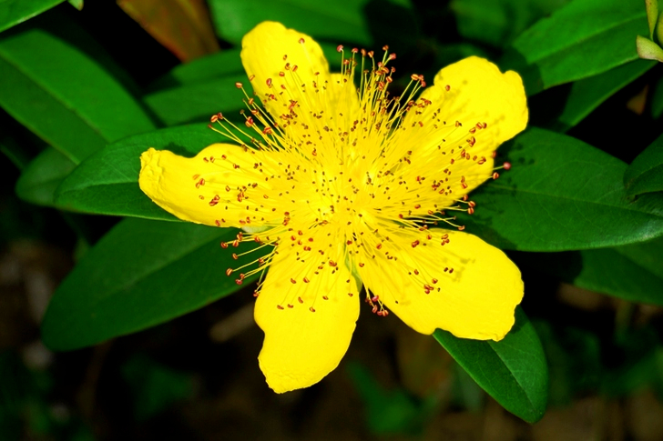 Yellow St. John Wort Flower