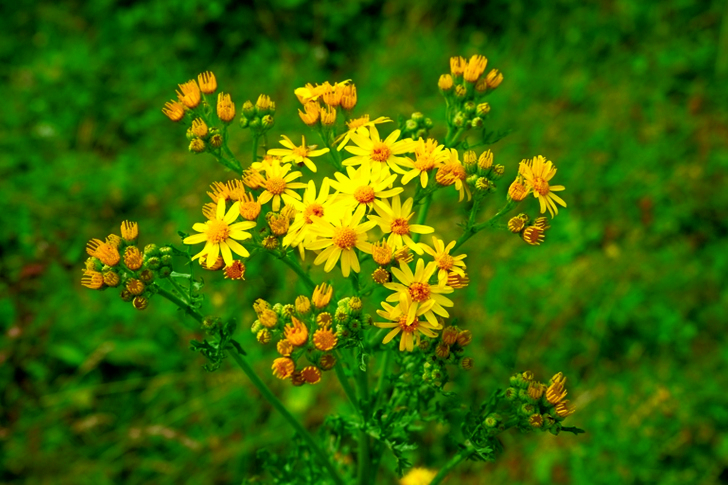 Gouden Jakobskruiskruidbloemen