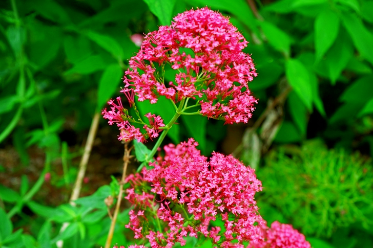 Pink Petaled Flowers in Close-up