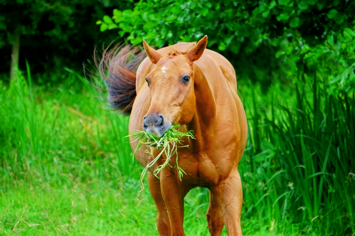 草を食べる茶色の馬