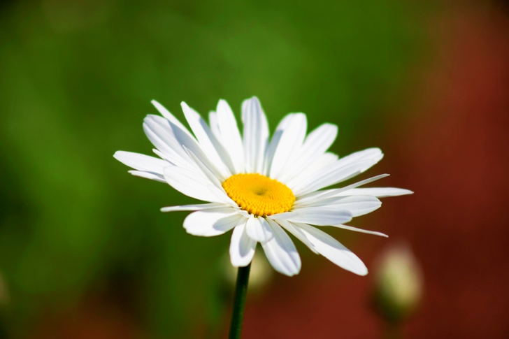 White Daisy