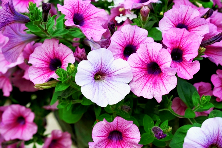 White and Pink Petaled Flowers