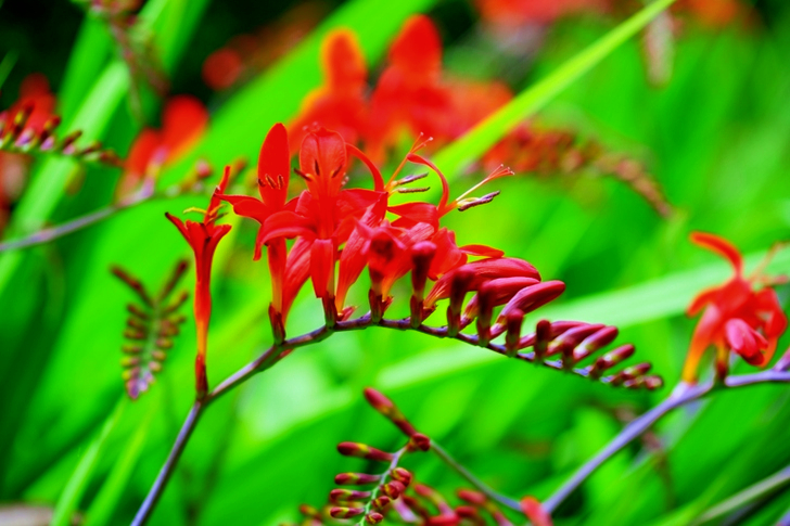 Shallow Focus of Red Flowers