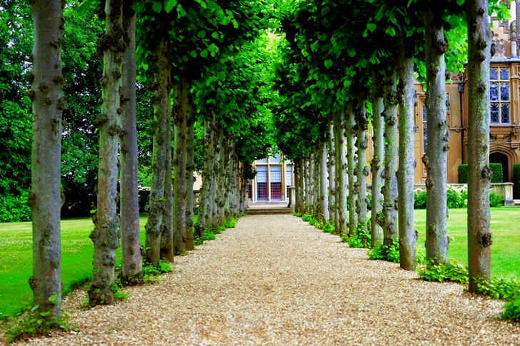 Weg zwischen Bäumen in Richtung Haus