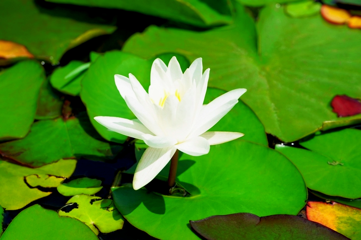 White Water Lily Flower in Bloom