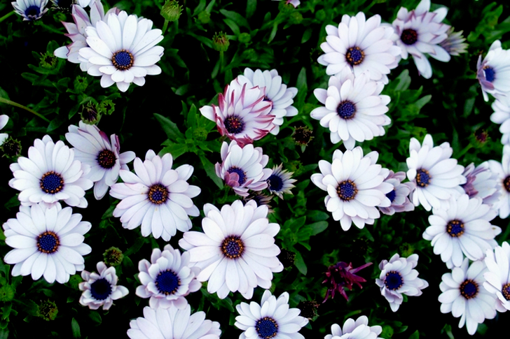 White-and-purple Petaled Flowers in Bloom