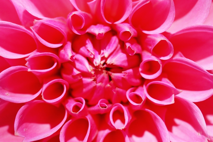 Vaaleanpunainen Dahlia-kukka