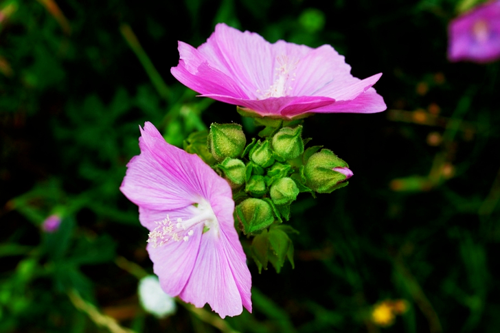 Purple Petaled Flower