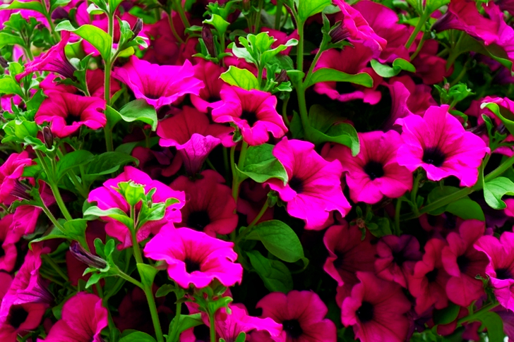 Purple Petaled Flowers