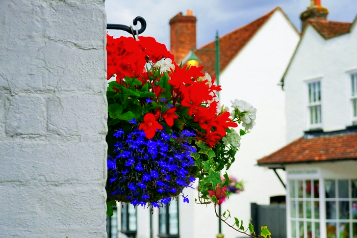 Red and Purple Flowers Outdoor