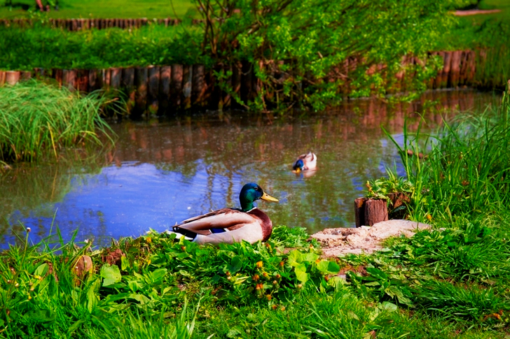 Sinisorsa järven vieressä