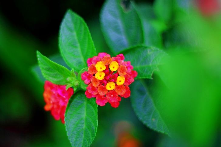 Red and Yellow Lantana Flower