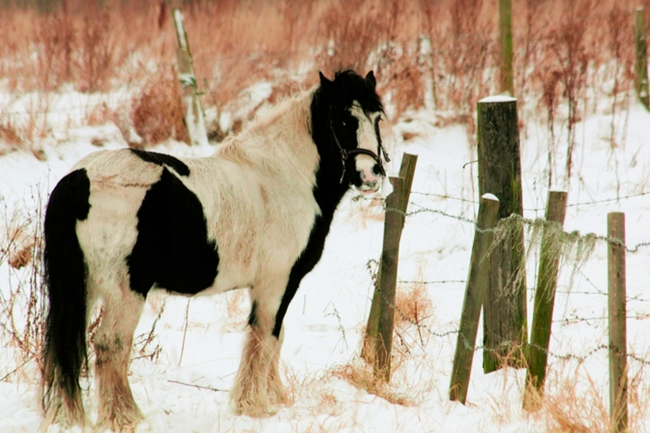 White and Black Horse Standing Near Fence