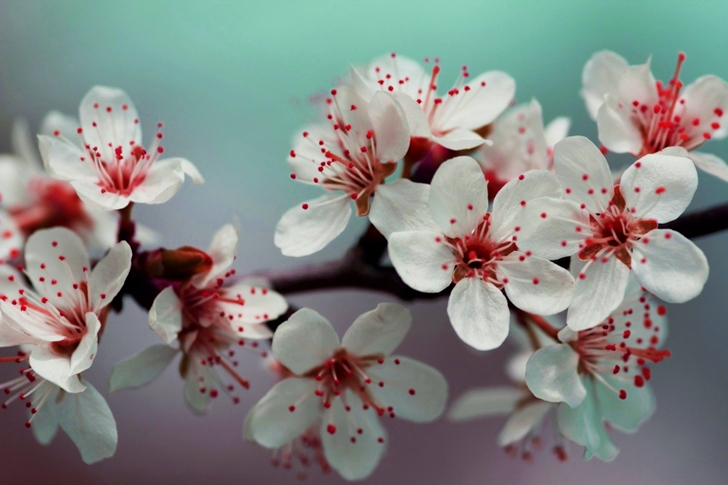 Shallow Focus White Flowers